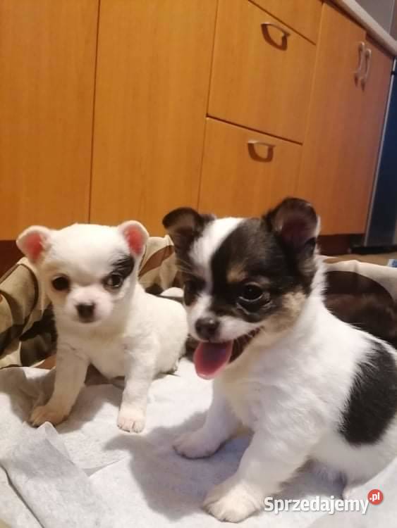 Mała suczka ojcu chihuahua Chihuahua