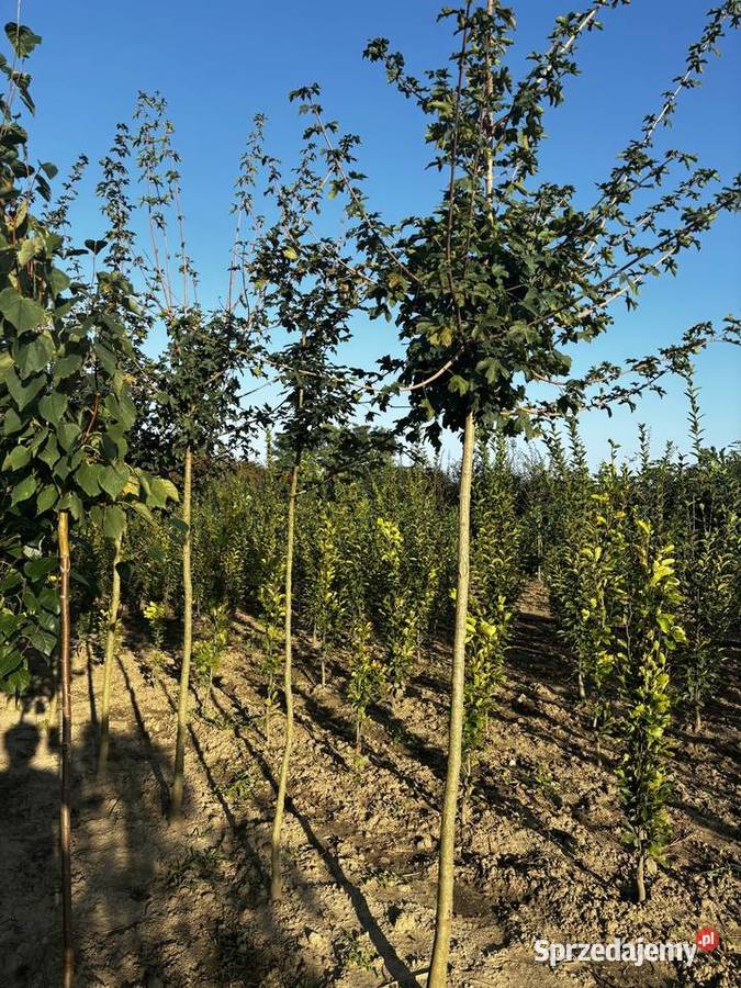Drzewa alejowe lipa głóg śliwa brzoza klon grab Sompolno