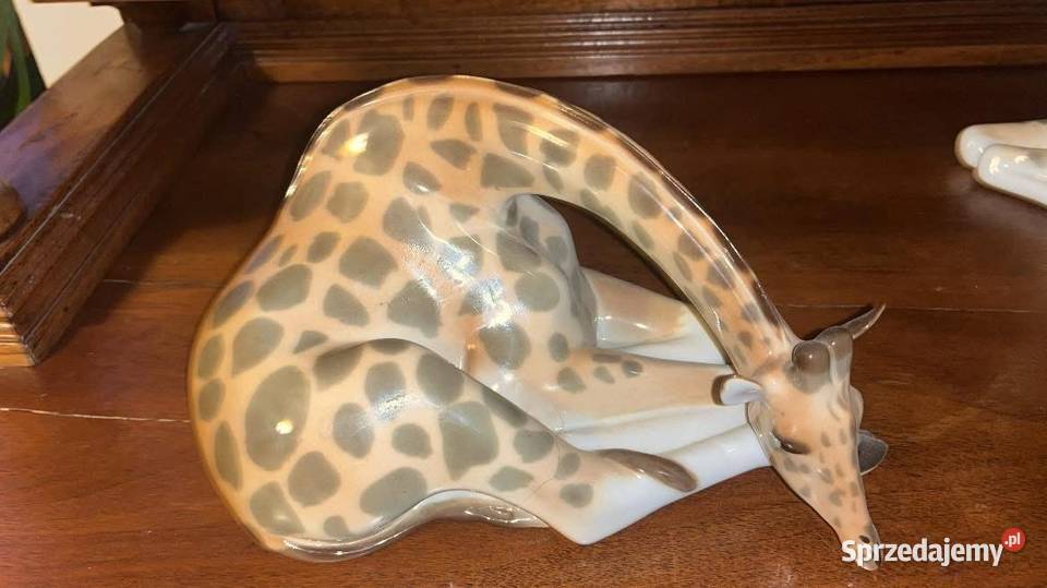 Żyrafa wysoka Łomonosow Gdańsk