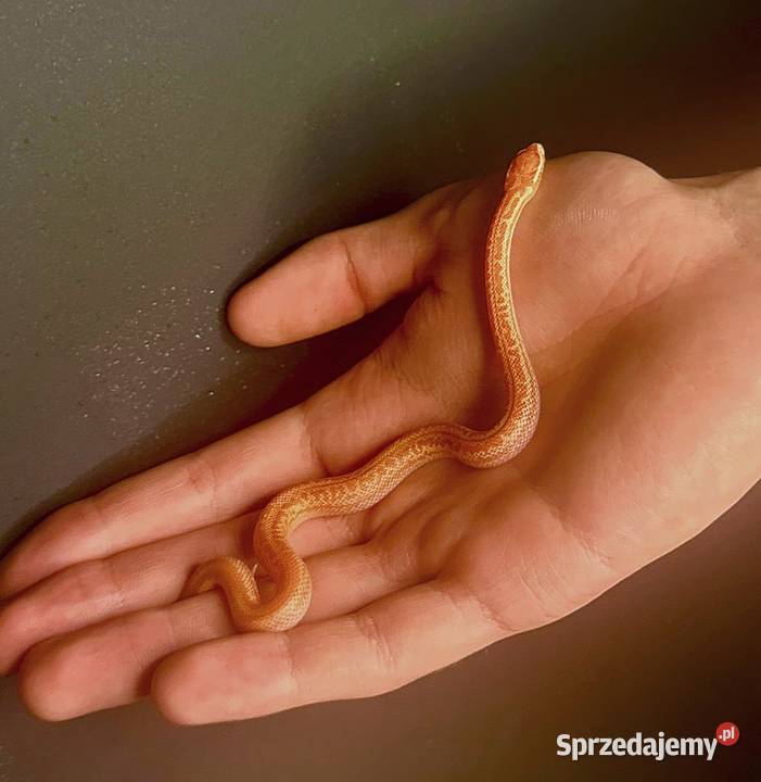 Młode Węże mahoniowe albino