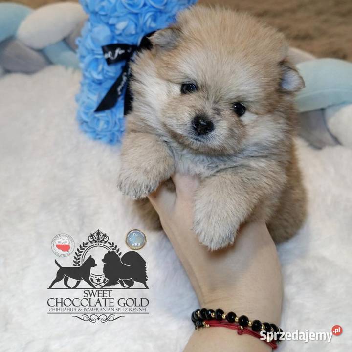 Szpic miniaturowy pomeranian Orange merle mazowieckie Warszawa