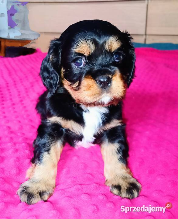 Piękny piesek Cavalier z rodowodem i wyprawką Łódź
