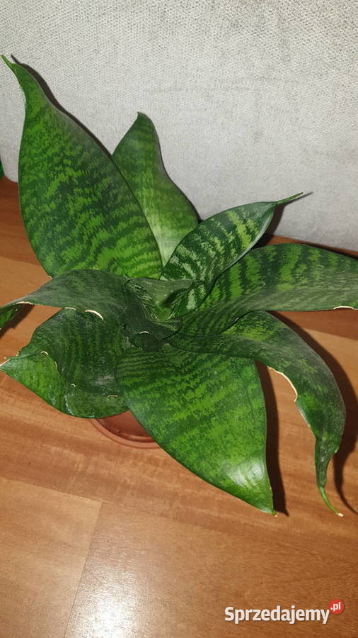 Sansewieriasansa niska roślina rosnąca Warszawa sprzedam