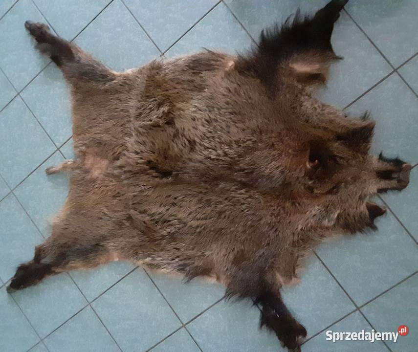Skóra z dzika aktualne Koszalin