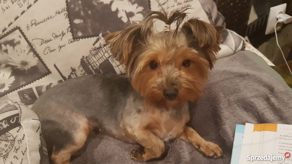 Okazja Yorkshire terrier Zwierzęta Baniocha
