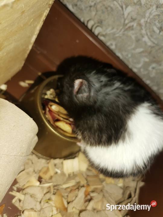 Chomik syryjski czarno białyklatkapokarm Jaworzno