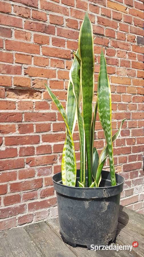 sansevieria długie liście zachodniopomorskie Białogard sprzedam
