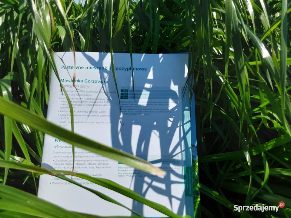 DSV mieszanka Gorzowska poplonowa na słabe gleby Kartuzy