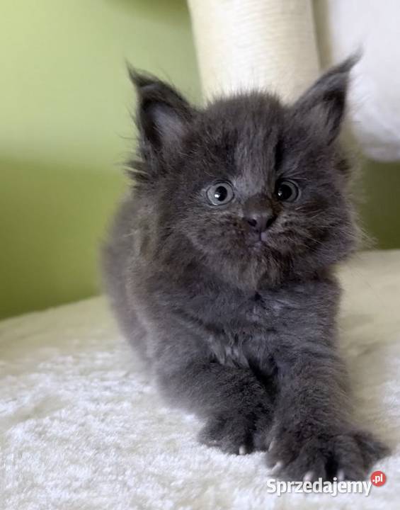 Maine Coon Kocięta importach Wińsko