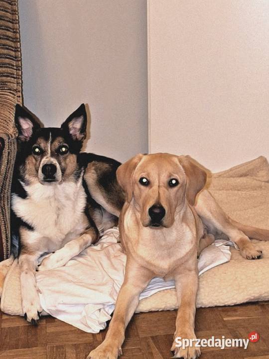 Labrador retriever Łódź