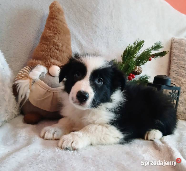 Border collie szczenięta Grudziądz