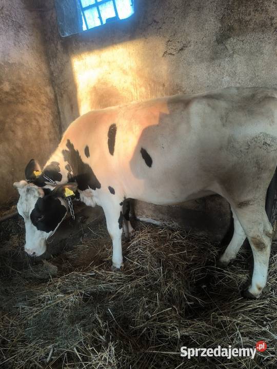 Jałówka wysokocielna Kucice