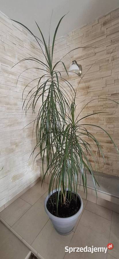 Dracena roślina w doniczce zachodniopomorskie Goleniów