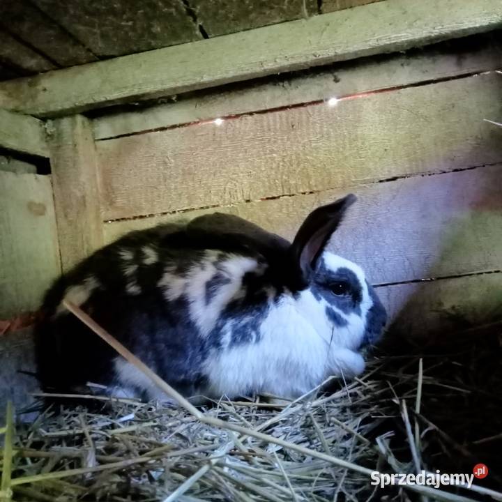 Sprzedam młodą kotna samice królika sprzedam
