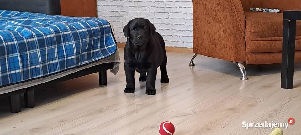 Labrador retriever czarny Pasztowa Wola