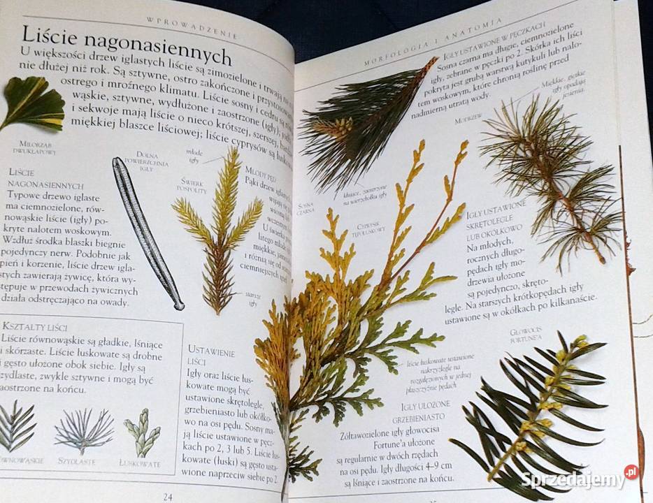 Drzewa Mini encyklopedia Theresa Greenaway Chełm