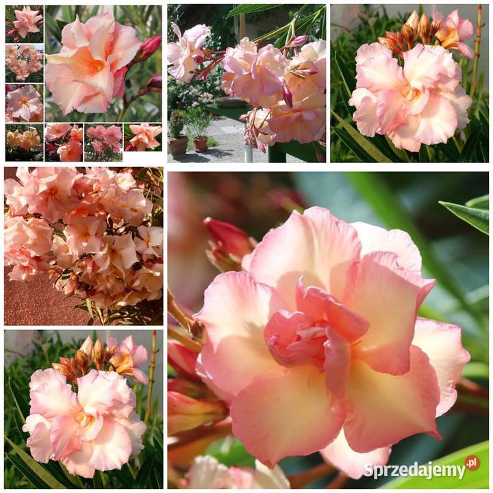 Oleander sadzonki kolor bananowy Skawina