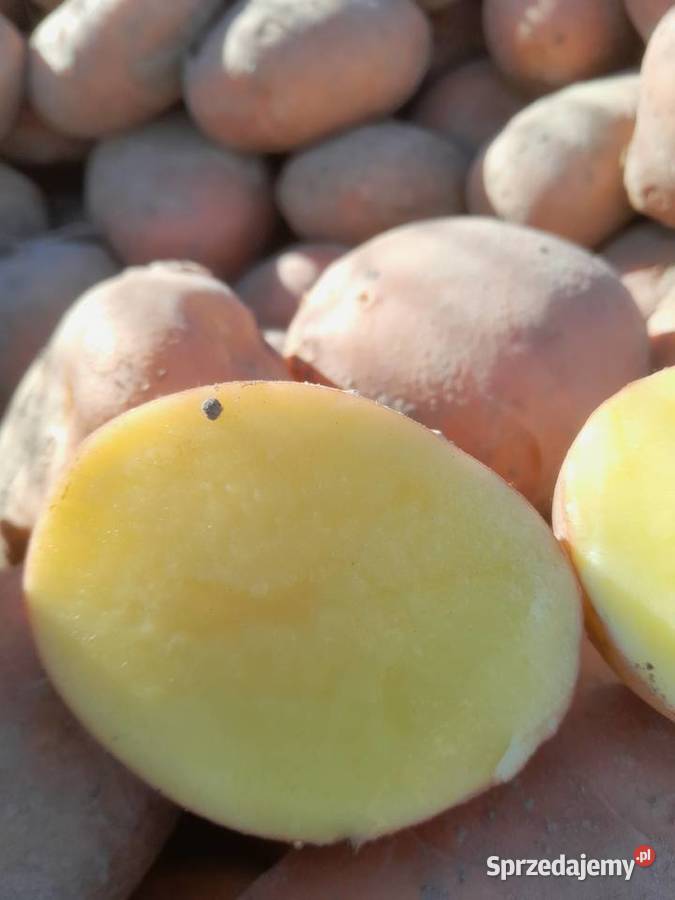 Ziemniaki czerwone belleroza i Lawenda lubelskie Bełżyce