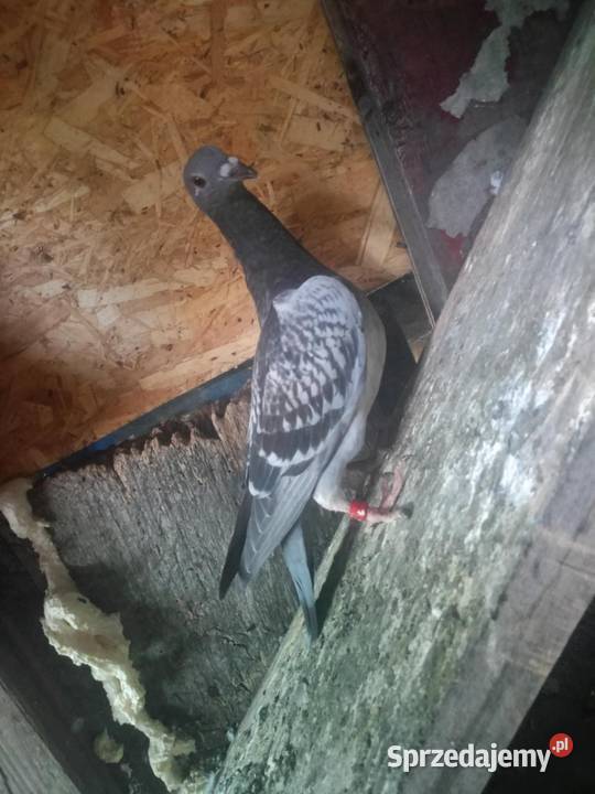 Gołębie pocztowe piękne na obrączkach stałych Grudziądz sprzedam