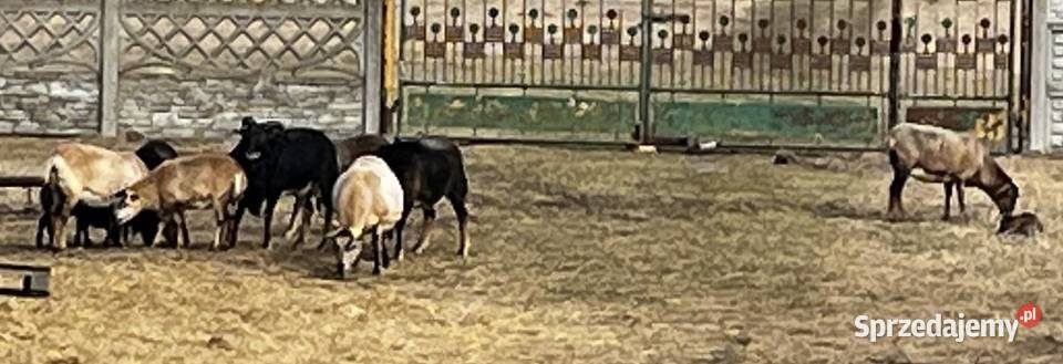 Owce Kameruńskie Owce łódzkie Chojne