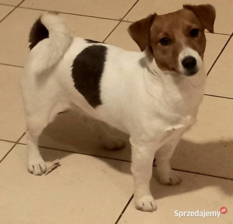 Jack Russell Terrier FCI Winnica