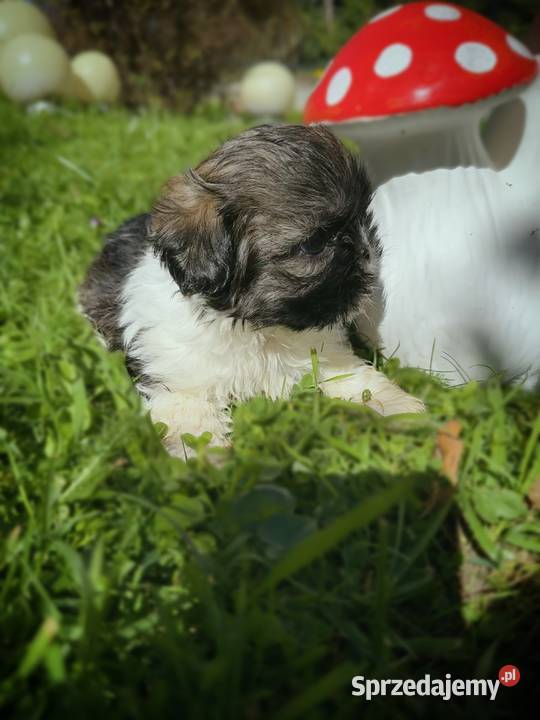 Pieski i Suczki z Rodowodem Limanowa