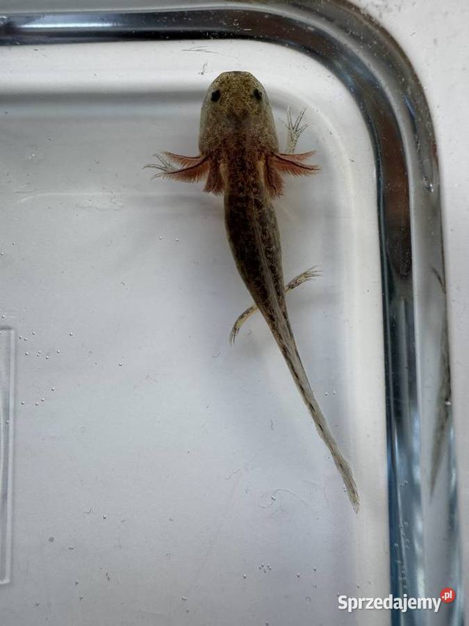 Młode aksolotle z własnej hodowli do dobrego Zwierzęta pomorskie Słupsk