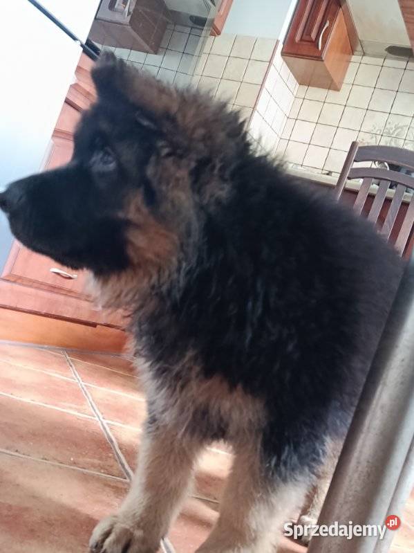 Owczarek niemiecki długowłosy potężne szczeniaki Klimontów sprzedam