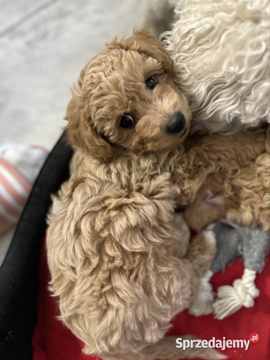 Bichon frise Pudel toy bichpoo