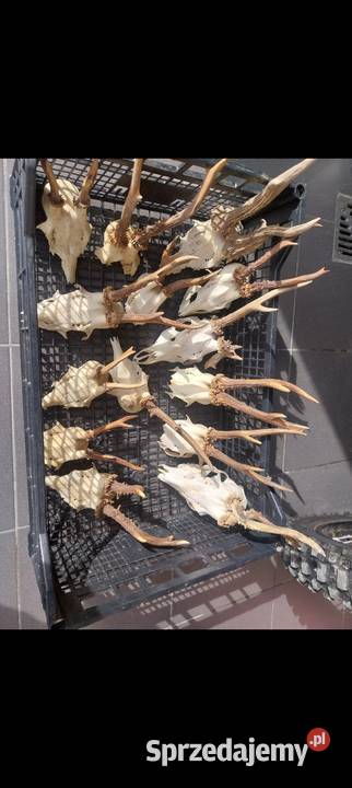 Rogi rózki poroże Pozostałe Nowy Sącz