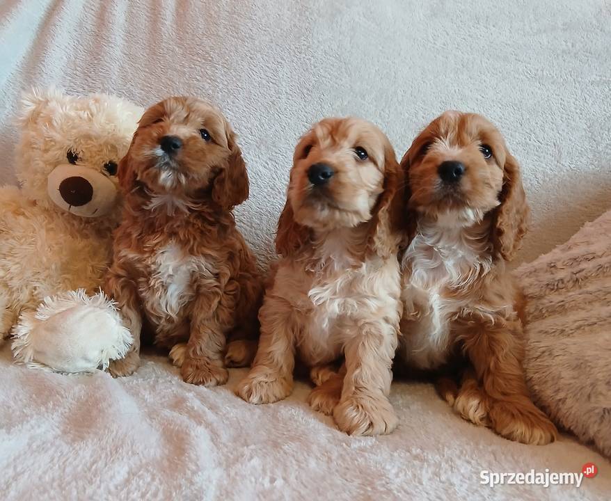 Cockapoo F1 suczki Pudel Cocker Spaniel Toruń sprzedam