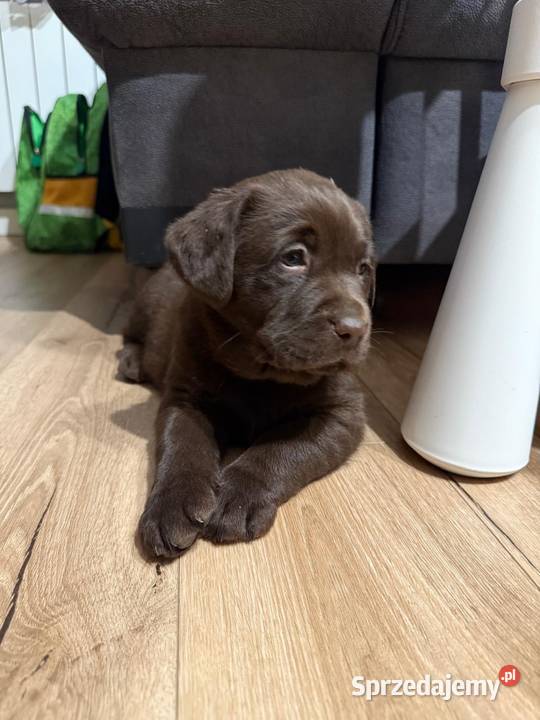 Pieski i suczki Labradora Retriever czarnego Tarnów