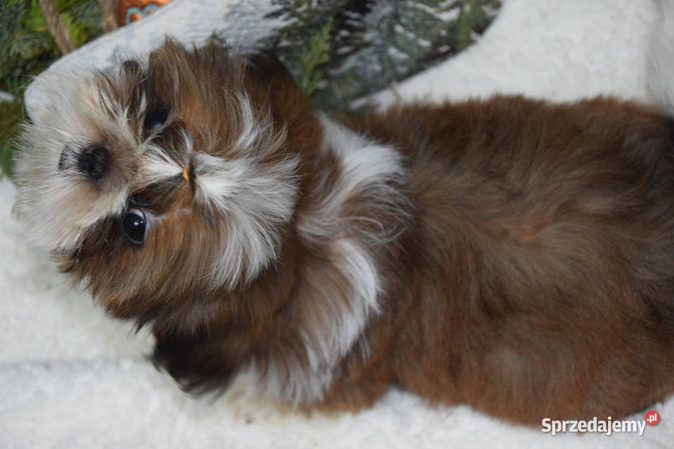 Pies Shih Tzu piękny szczeniak IMPERIAL Kluczbork