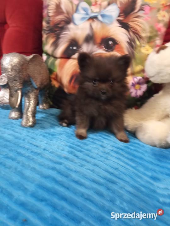 Chłopak szpic miniaturowy malutki