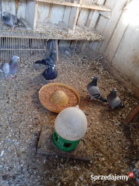 Sprzedam całe stado gołębi pocztowych Drozdówka
