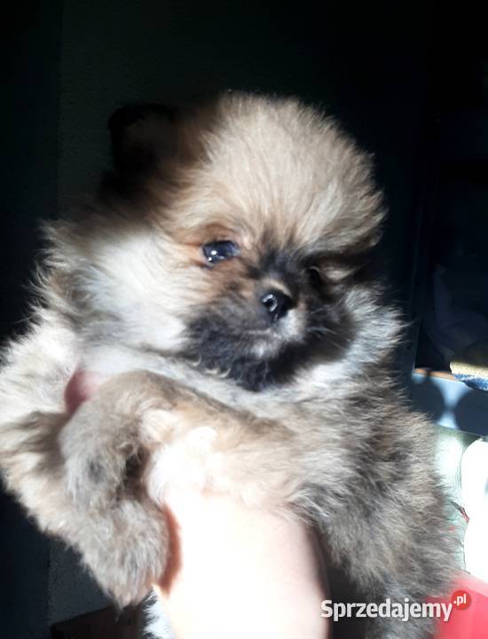 Szpic miniaturowy pomeranian Pabianice