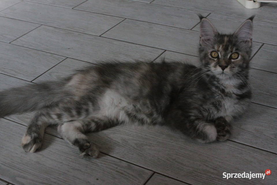 Super Kocięta Maine coon sprzedam mazowieckie Komornica