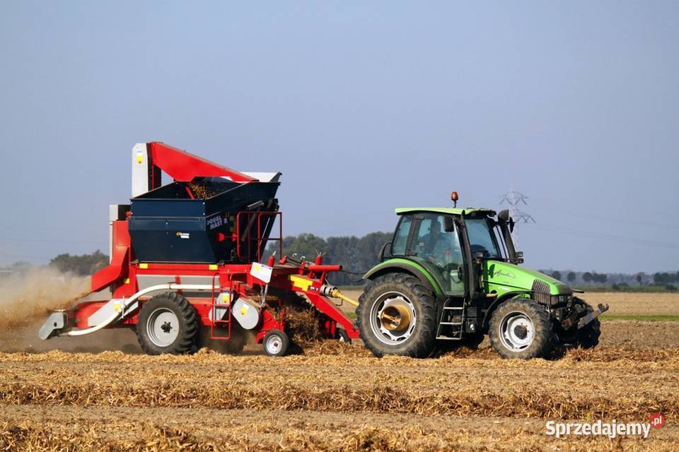 Fasola jaś karłowy 2019 Zamość