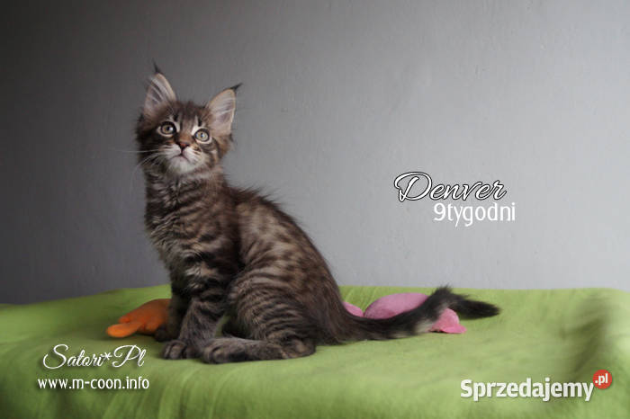 Maine Coon kocięta z rodowodem WCF Bydgoszcz sprzedam