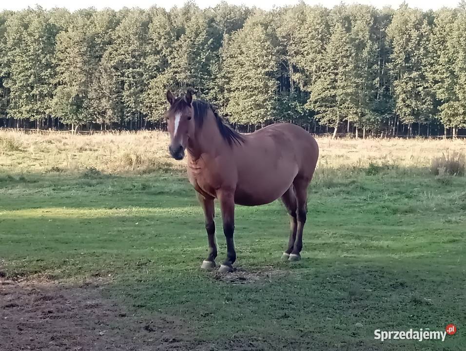Sprzedam klacz Pogrubianą podkarpackie Radawa