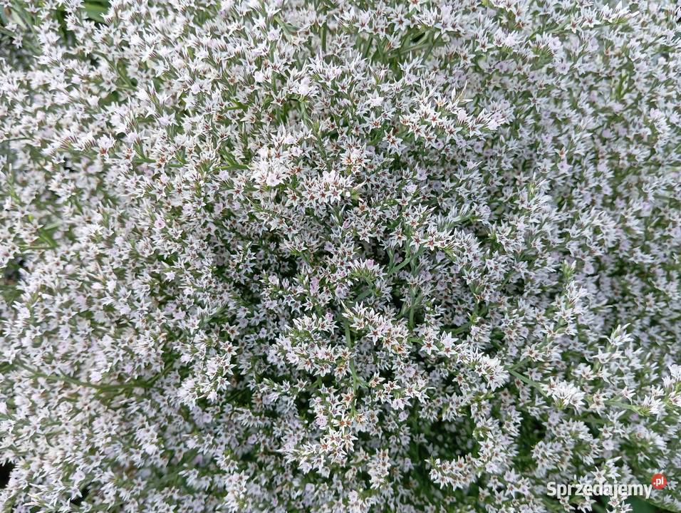 zatrwian tatarski statica kwiat suchy Krasnystaw sprzedam