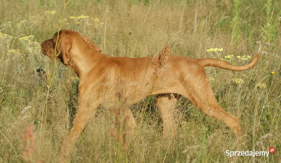 Wyżeł węgierski krótkowłosy hodowla z Bagiennych Pozostałe