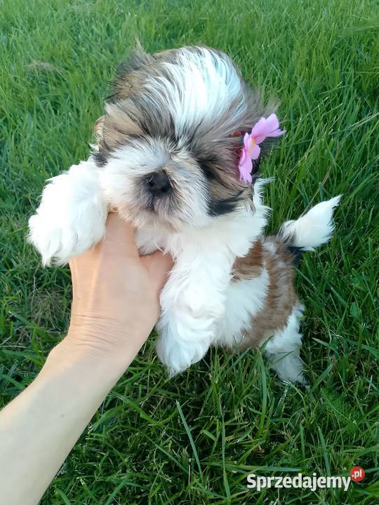 DO ODBIORU suczka ShihTzu tricolor Namysłów