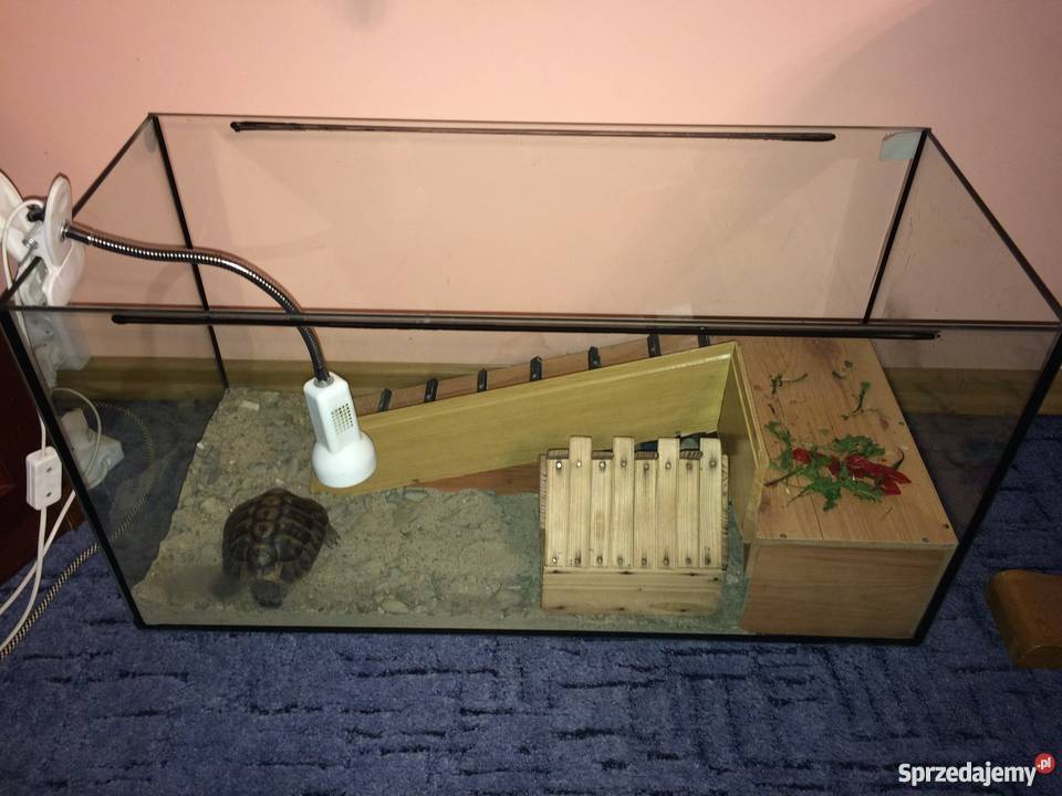 Sprzedam żółwia greckiego lądowego Akcesoria dla zwierząt Chrzanów sprzedam