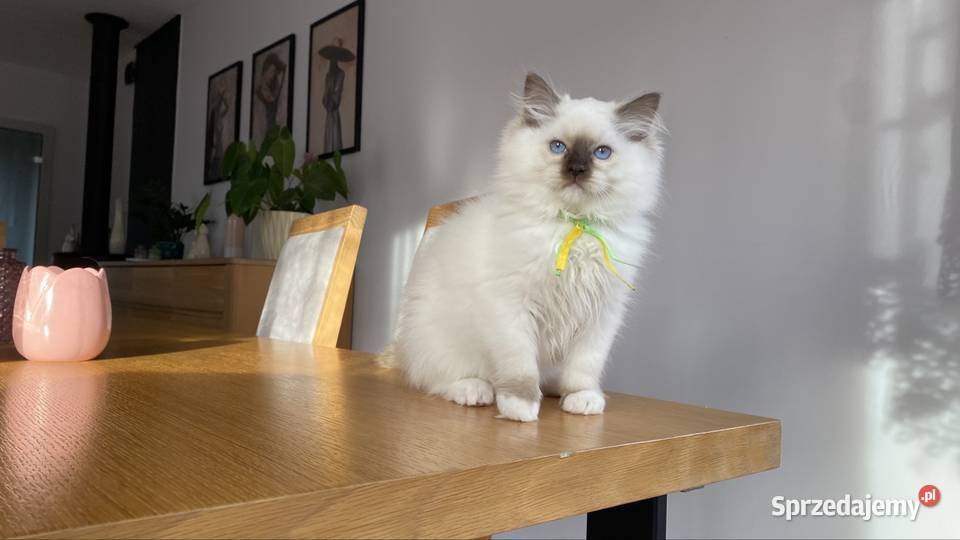 Kotki ragdoll gotowe do odbioru Grodzisk Mazowiecki