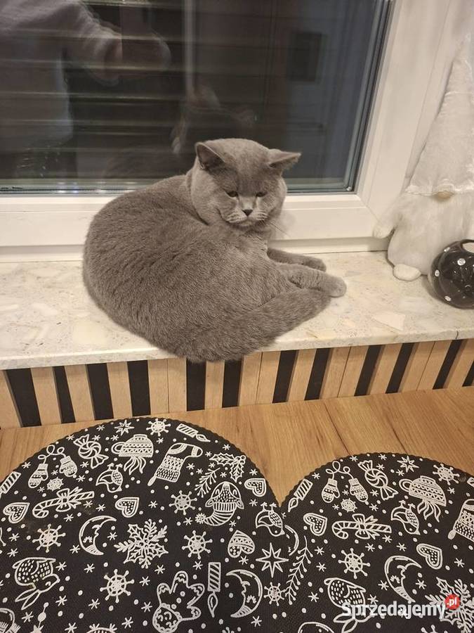 Kot brytyjski Chróścin