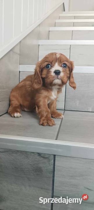 Cavalier King Charles Spaniel Dziewczynka Ruby Dąbrowa Górnicza sprzedam