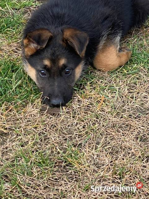 Owczarek niemiecki Dąbrowa Tarnowska