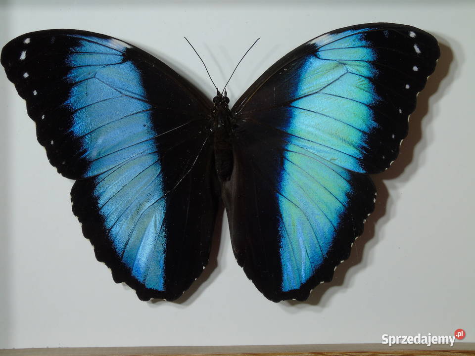 Motyl w ramce gablotce 20 x 14 Morpho achilles Pozostałe Szczecin sprzedam