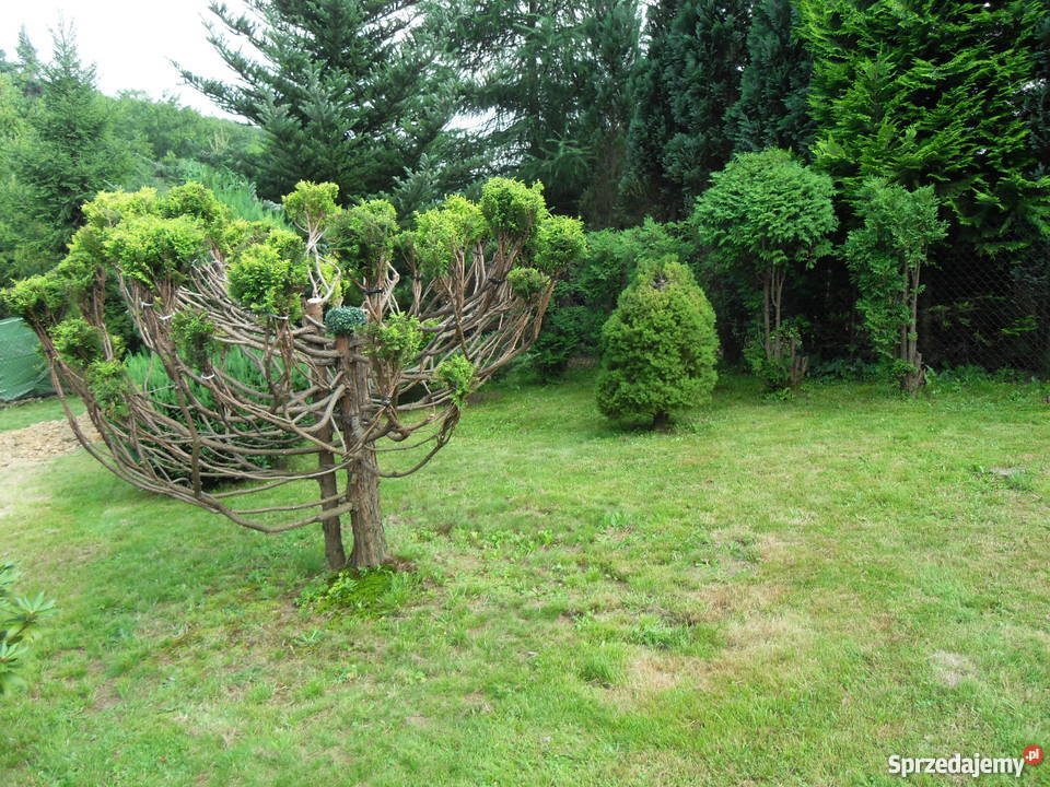 sprzedam dzialke w gorach z domkiem letniskowym budowlana Bierna sprzedam